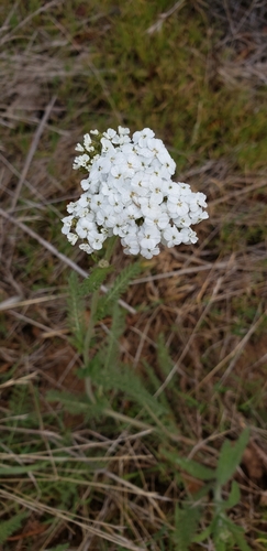 iNaturalist observation photo of common yarrow