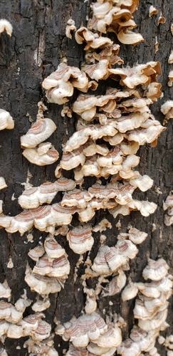 iNaturalist observation photo of Mushrooms, Bracket Fungi, Puffballs, and Allies