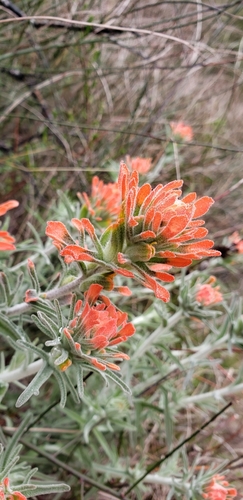 iNaturalist observation photo of Felt Paintbrush