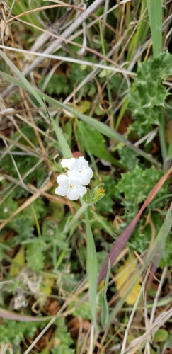 iNaturalist observation photo of Popcornflowers