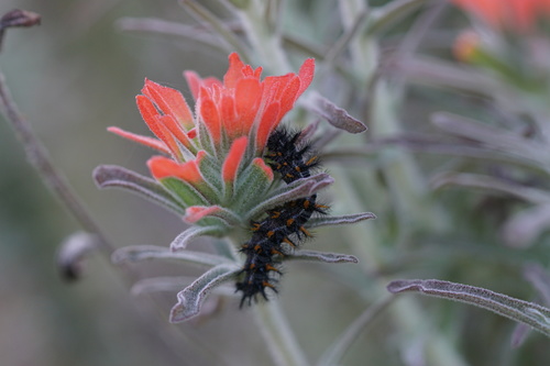 iNaturalist observation photo of Felt Paintbrush
