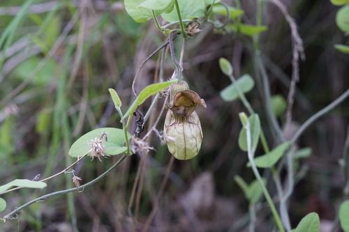 iNaturalist observation photo of California Dutchman's Pipe