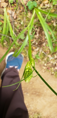 iNaturalist observation photo of Fremont's Death Camas