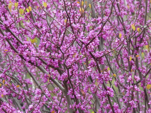 iNaturalist observation photo of Western Redbud