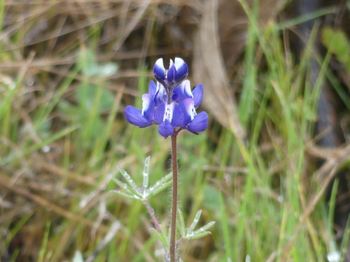 iNaturalist observation photo of Miniature Lupine