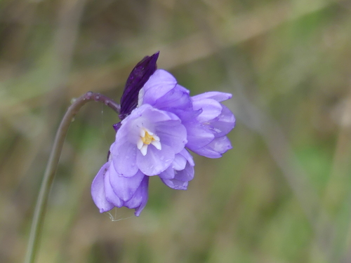 iNaturalist observation photo of Blue Dicks