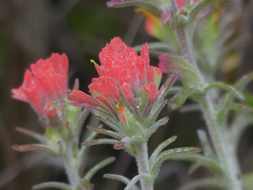 iNaturalist observation photo of Felt Paintbrush