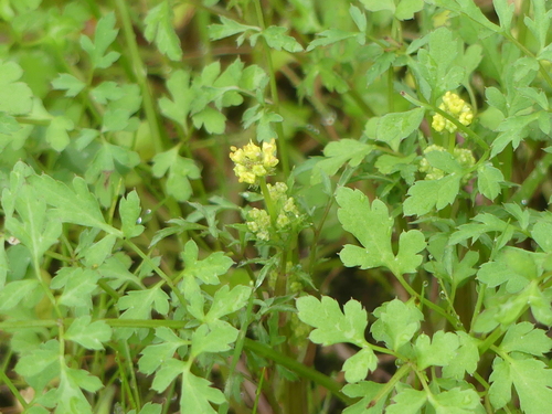 iNaturalist observation photo of sanicles