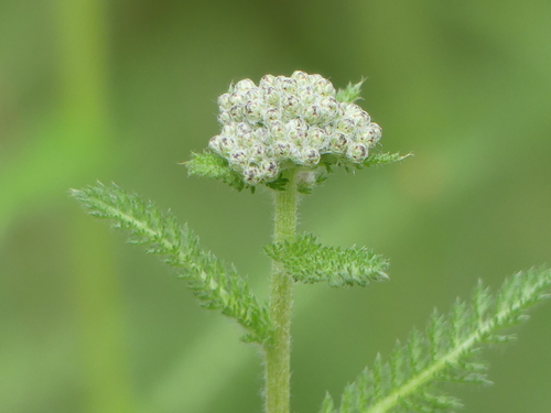iNaturalist observation photo of common yarrow