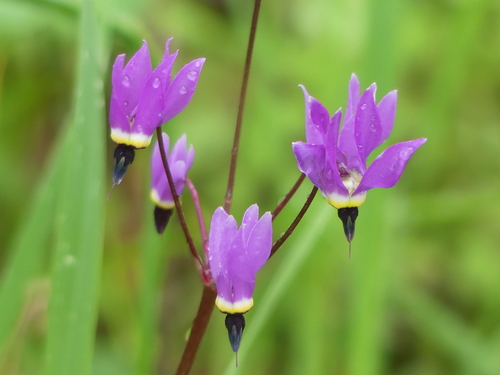 iNaturalist observation photo of Henderson's shooting star