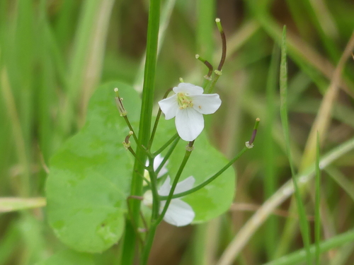 iNaturalist observation photo of milkmaids