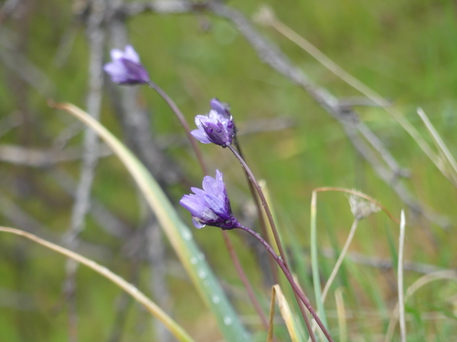 iNaturalist observation photo of Blue Dicks
