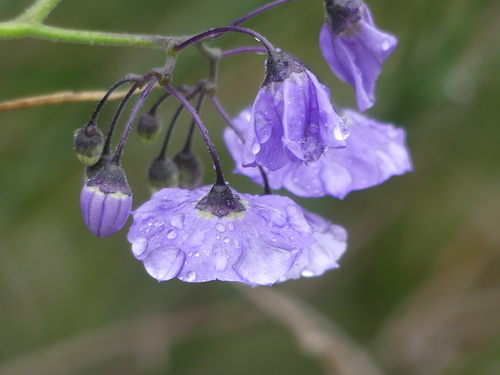 iNaturalist observation photo of bluewitch nightshade