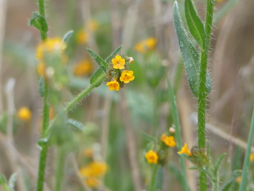 iNaturalist observation photo of Common Fiddleneck