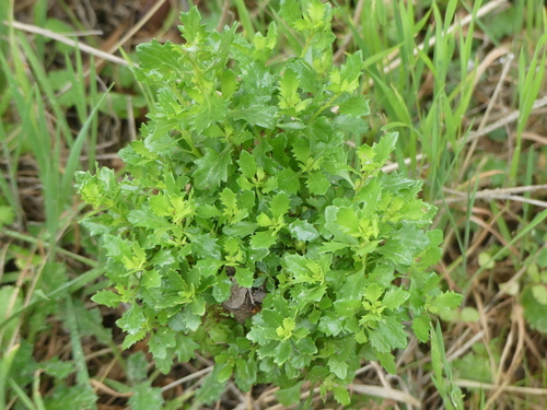 iNaturalist observation photo of coyote brush
