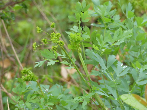 iNaturalist observation photo of Plants
