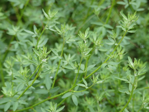 iNaturalist observation photo of deerweed