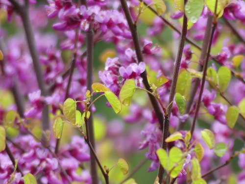 iNaturalist observation photo of Western Redbud