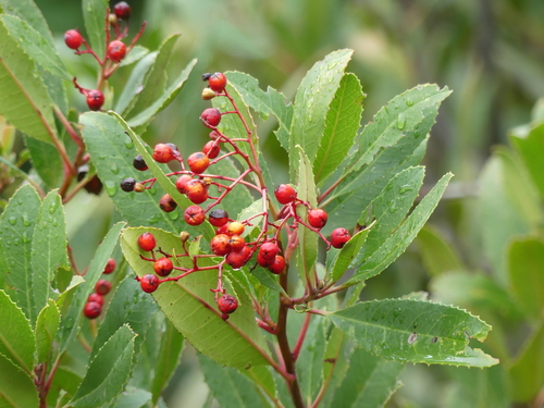 iNaturalist observation photo of Toyon