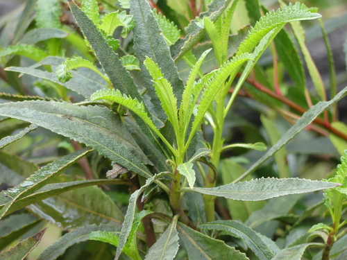 iNaturalist observation photo of California yerba santa