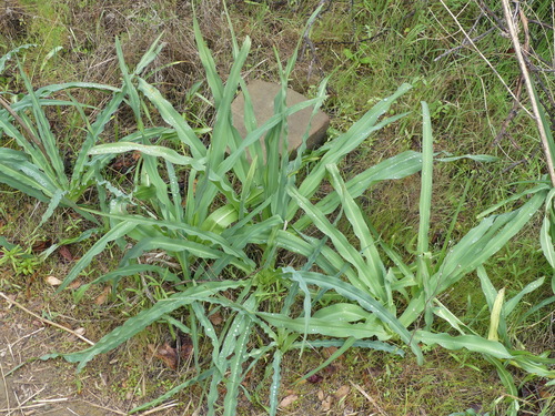 iNaturalist observation photo of wavy-leafed soap plant
