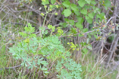 iNaturalist observation photo of California lomatium