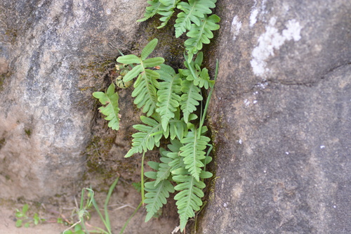 iNaturalist observation photo of polypody ferns