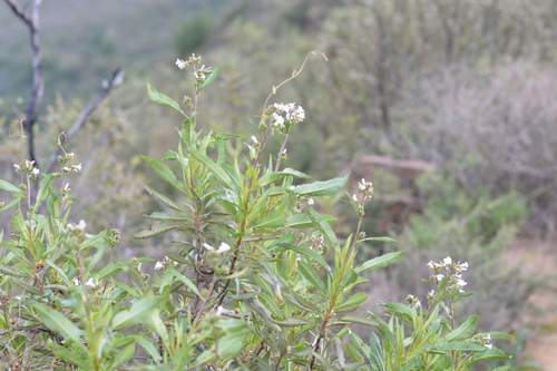 iNaturalist observation photo of California yerba santa
