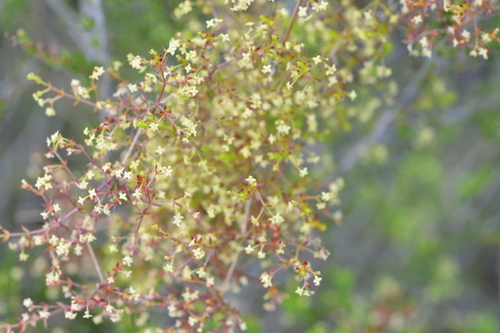iNaturalist observation photo of graceful bedstraw