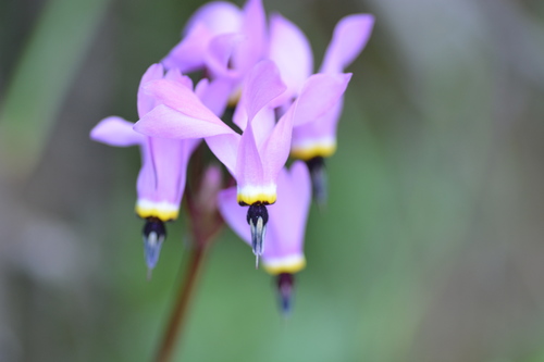 iNaturalist observation photo of Henderson's shooting star