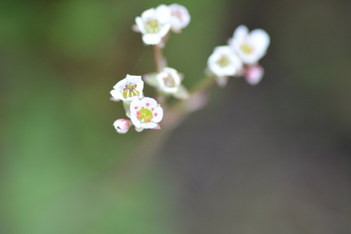 iNaturalist observation photo of California Saxifrage