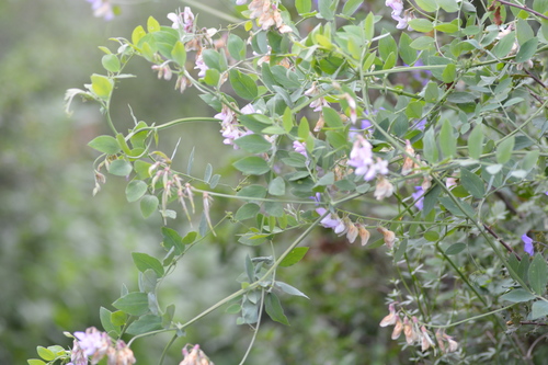 iNaturalist observation photo of Pacific pea