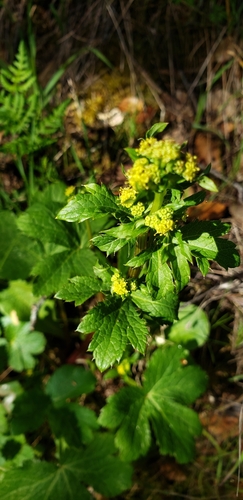 iNaturalist observation photo of Pacific Sanicle