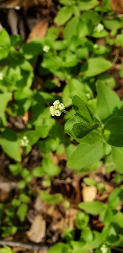 iNaturalist observation photo of modesty