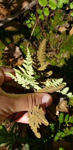 iNaturalist observation photo of goldback fern