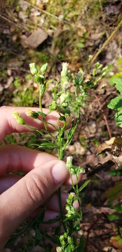 iNaturalist observation photo of tropical horseweed