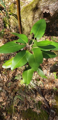 iNaturalist observation photo of Pacific madrone