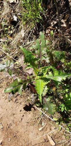 iNaturalist observation photo of prickly sowthistle