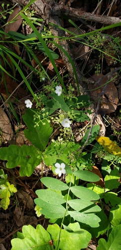 iNaturalist observation photo of White nemophila