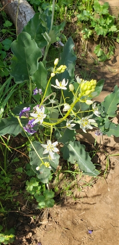 iNaturalist observation photo of Fremont's Death Camas