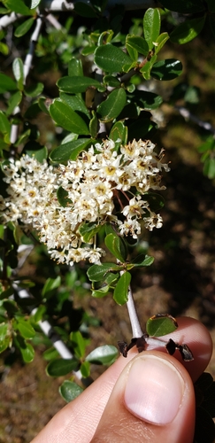 iNaturalist observation photo of Buckbrush