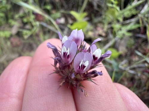 iNaturalist observation photo of tomcat clover