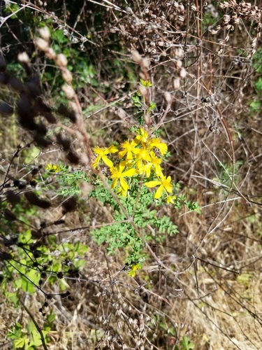 iNaturalist observation photo of Common St. John's Wort