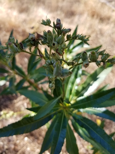 iNaturalist observation photo of California yerba santa