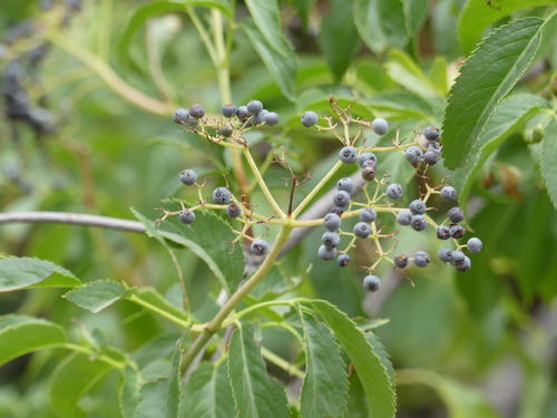iNaturalist observation photo of blue elder