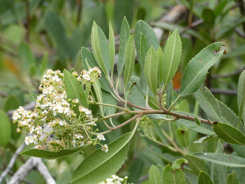 iNaturalist observation photo of Toyon