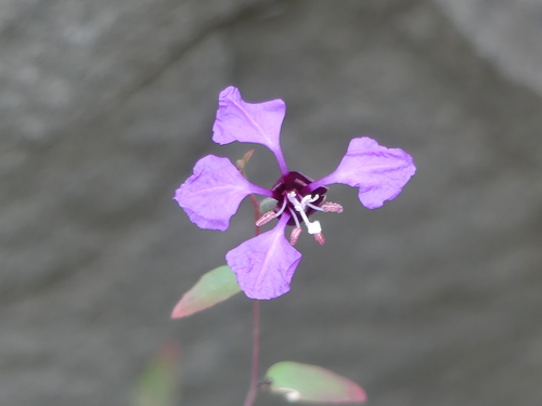 iNaturalist observation photo of Elegant Clarkia