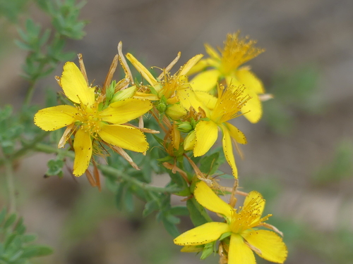 iNaturalist observation photo of St. John's worts
