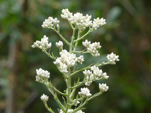 iNaturalist observation photo of California cudweed