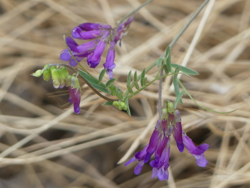 iNaturalist observation photo of hairy vetch
